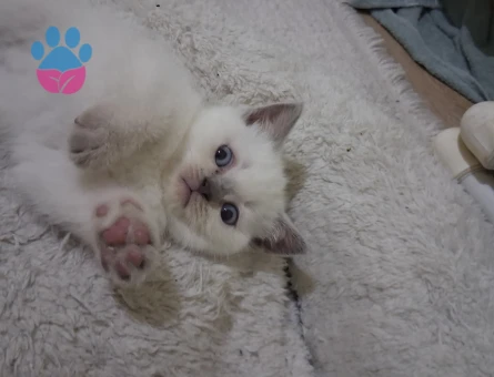 2 Aylık Scottish Fold Yavrularımız