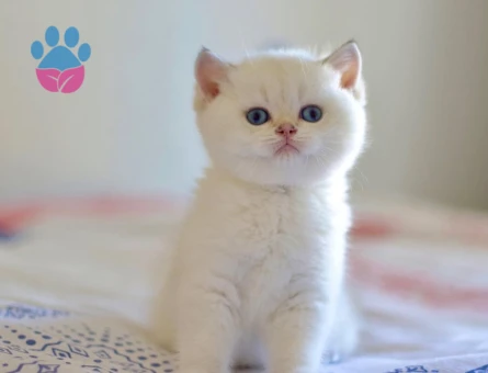 Dişi ve erkek british shorthair ve longhair bebekler