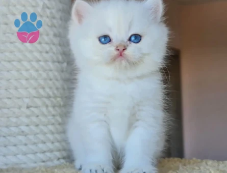 Dişi ve erkek british shorthair ve longhair bebekler