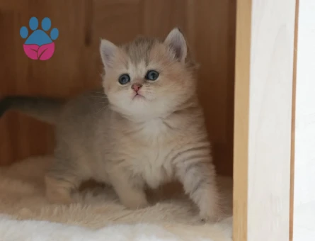 Dişi ve erkek british shorthair ve longhair bebekler