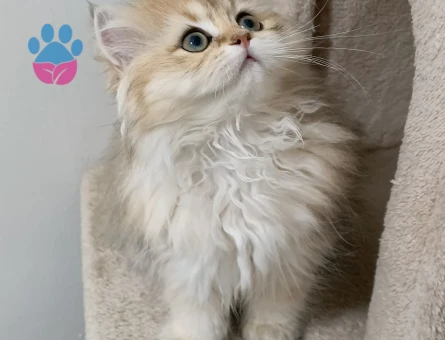 Ny12 british longhair