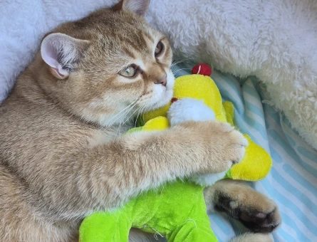 British Shorthair 6-7 aylık erkek - 4586