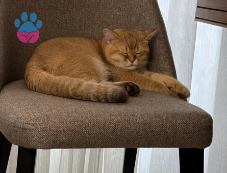 British Shorthair 6-7 aylık erkek
