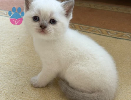 British Shorthair Blue Point