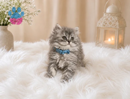 British Longhair Silver Tabby Erkek Yavrumuz - 4589