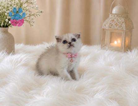Scottish Fold Egzotik Dişi Yavrumuz 2 Aylık - 4590