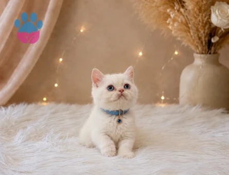 British Shorthair Red Point Erkek 2 Aylık - 4592