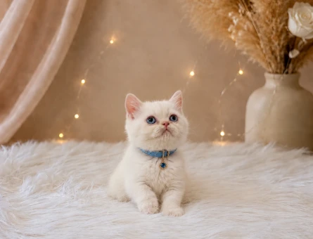 British Shorthair Red Point Erkek 2 Aylık - 4592