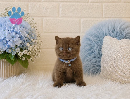 Bitter Çikolata Britsh Shorthair Cinnamon Erkek Yavrumuz - 4595