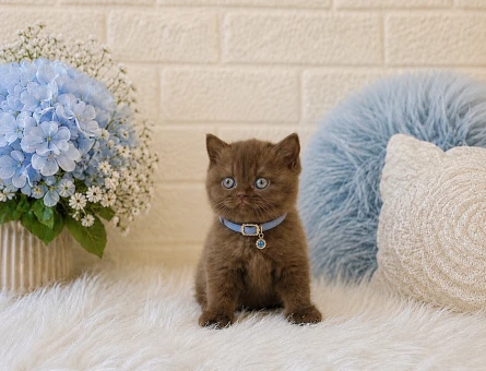 Bitter Çikolata Britsh Shorthair Cinnamon Erkek Yavrumuz - 4595