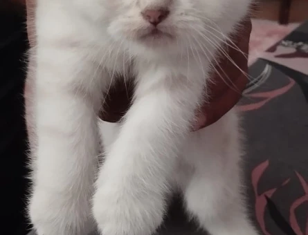 British Shorthair 2 Aylık Dişi Kedimiz - 4596