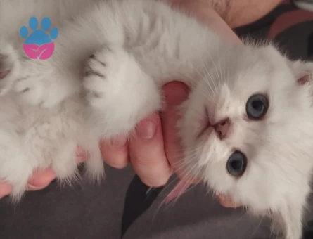 British Shorthair 2 Aylık Dişi Kedimiz