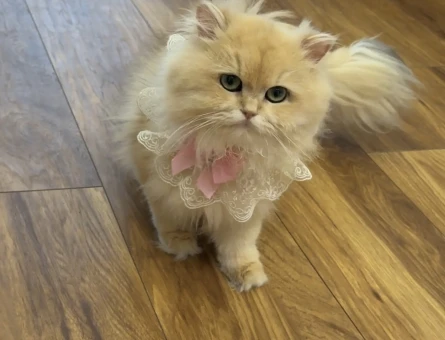 Dişi british golden longhair kedim için eş arıyorum - 4604