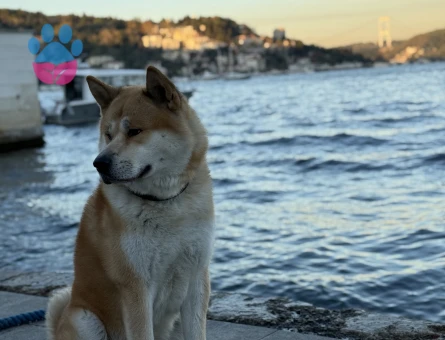 Alex Bey için eş arıyoruz 3 yaşında ve türünün en büyüğü