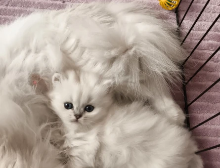 Secereli british longhair dişi yavru - 4608