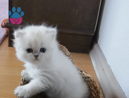 Secereli british longhair dişi yavru