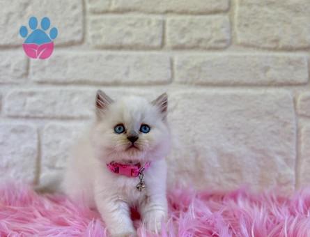 Masalsı Güzellik British Longhair Kar Beyazı