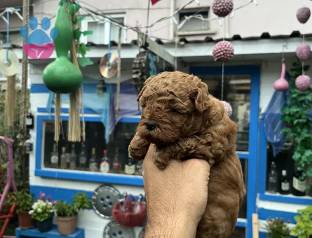 Orijinal toy Poodle 3 Aylık
