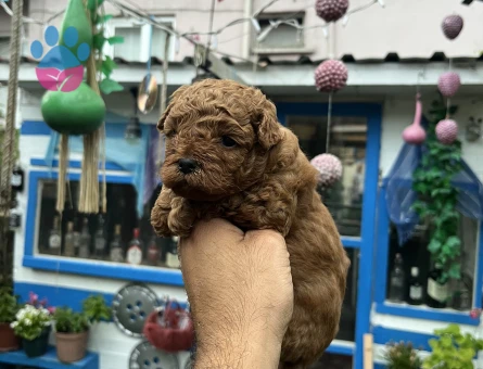 Orijinal toy Poodle 3 Aylık