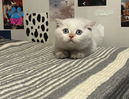 Scottish Fold × British Shorthair
