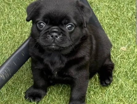 Pug 2 Aylık Aşılı Hamburger Surat - 5194