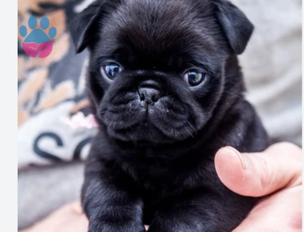 Pug 2 Aylık Aşılı Hamburger Surat