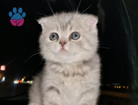 Scottish Fold Yeni evlerine gitmeye hazır