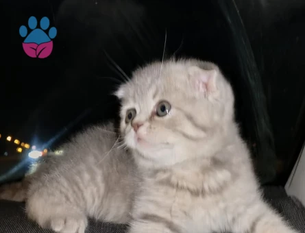 Scottish Fold Yeni evlerine gitmeye hazır