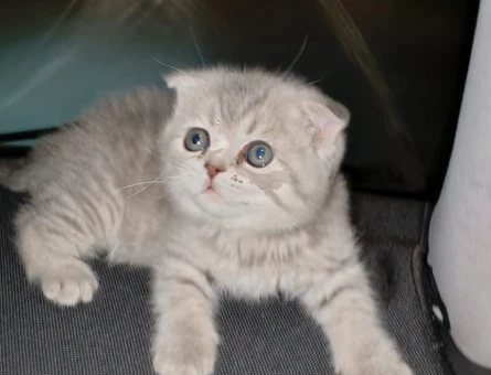 Scottish Fold Yeni evlerine gitmeye hazır - 5196