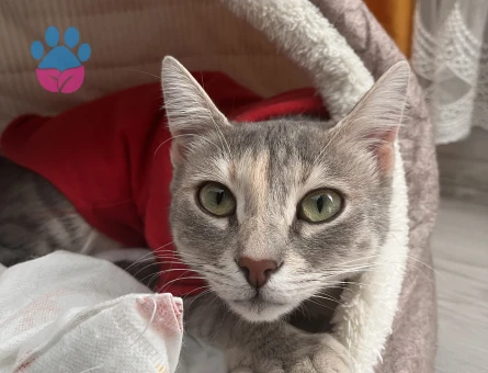 Mia için Sevgi dolu bir yuva arıyoruz. 🐈