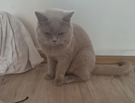 1 Yaşında British Shorthair Acil Yuva Arıyor - 5201