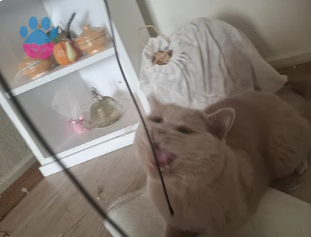 1 Yaşında British Shorthair Acil Yuva Arıyor