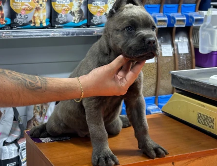 Cane Corso Yavrular - 5202