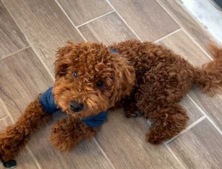 6 aylık aşıları tam safkan red toy poodle - 5204