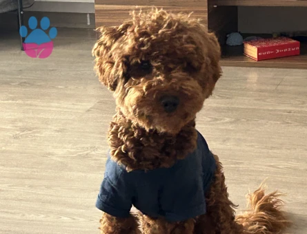 6 aylık aşıları tam safkan red toy poodle