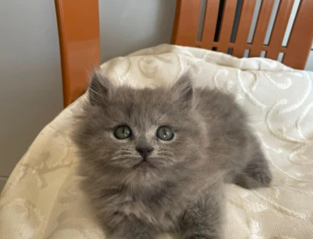 British shorthair sahiplendirme - 5206