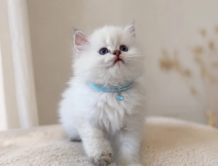Etifpuf Tadında British Longhair Beyaz Erkek - 5210