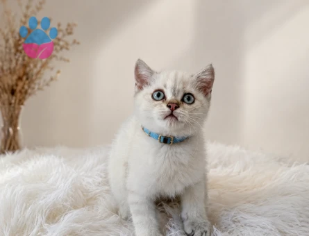 British Shorthair Blue Point Erkek Yavrumuz - 5211