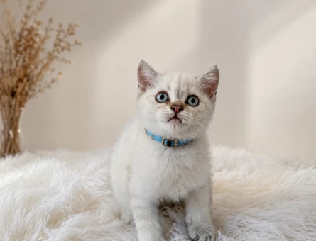 British Shorthair Blue Point Erkek Yavrumuz - 5211