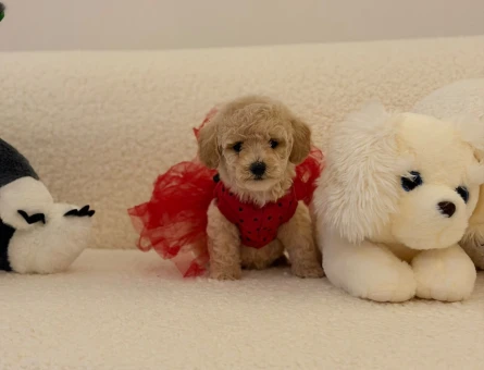 Maltipoo bebekler - 5213