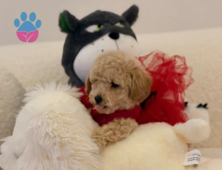 Maltipoo bebekler
