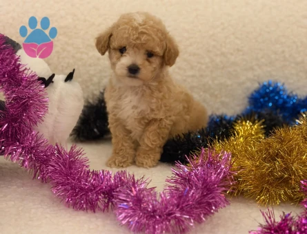 Maltipoo bebekler
