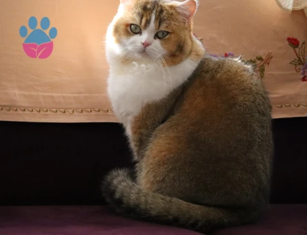 British Shorthair 1 Yaşında