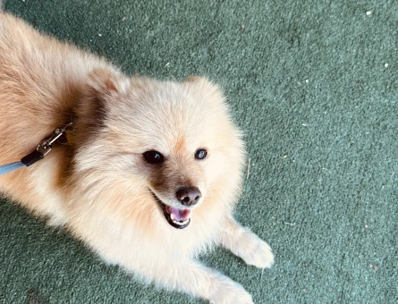 Pomeranian Boo 4 Yaşında - 5215