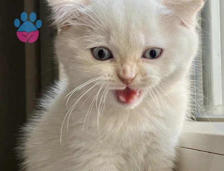 Scottish Fold 2 Aylık Erkek