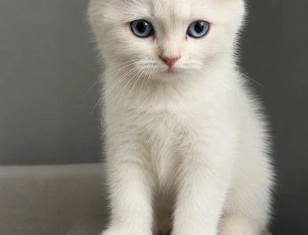 Scottish Fold 2 Aylık Erkek - 5216