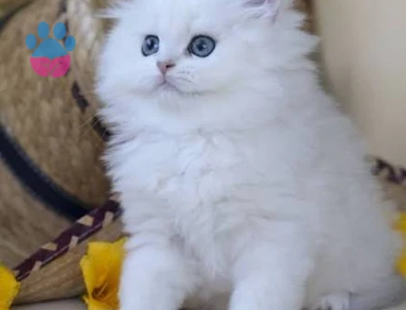 British longhair 2 Aylık Yuva Arıyor - 5217