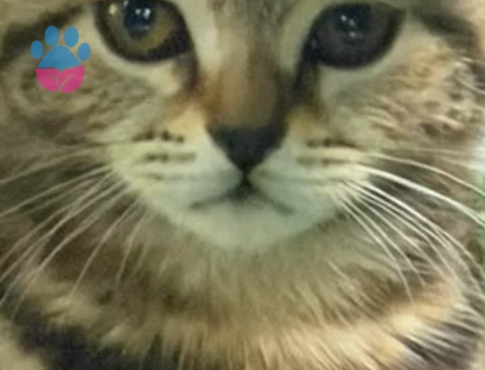 British Shorthair 3 Aylık Yavrumuz