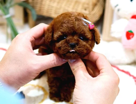 Anti̇alerji̇k Toy Poodle Yavrularim - 6816