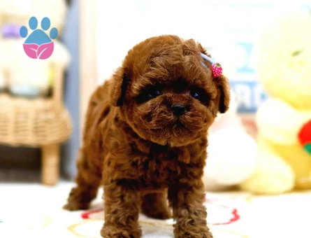 Anti̇alerji̇k Toy Poodle Yavrularim